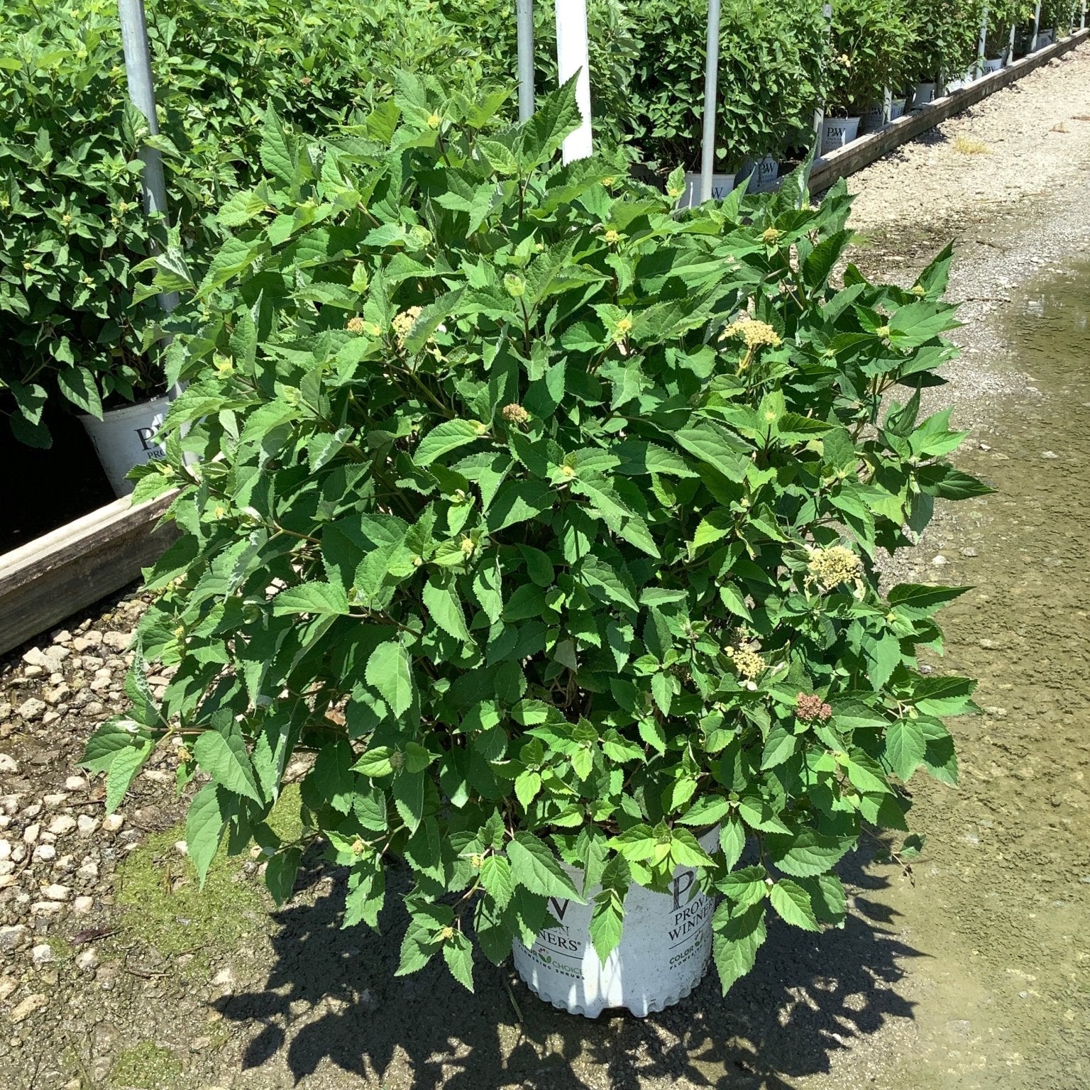 Invincibelle Lace Smooth Hydrangea shrub in a #3 Proven Winners container at a nursery, showing lush green foliage and emerging blooms.