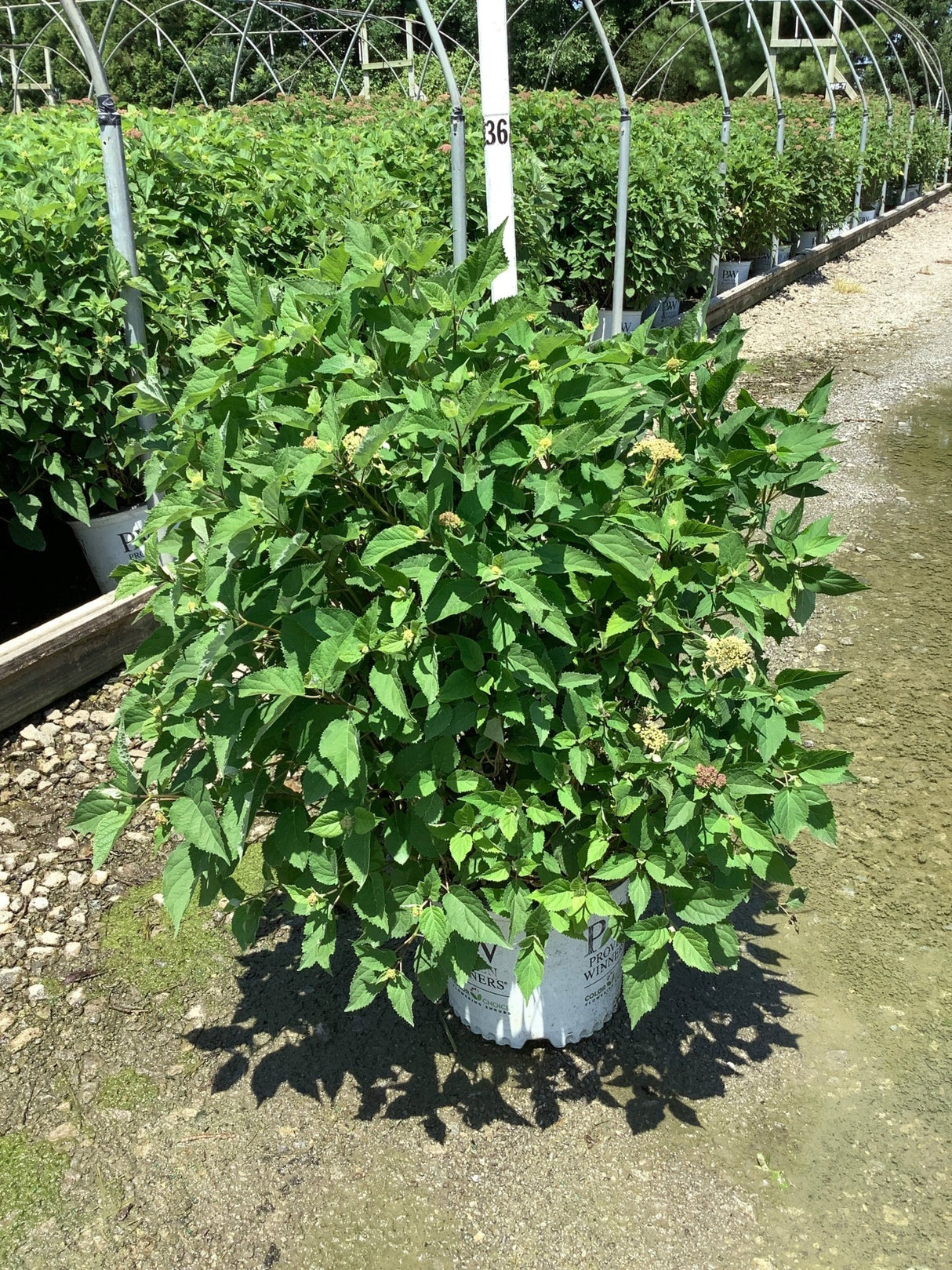 Invincibelle Lace Smooth Hydrangea shrub in a #3 Proven Winners container at a nursery, showing lush green foliage and emerging blooms.