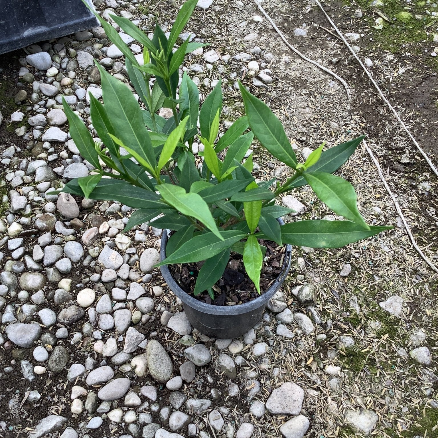 Dwarf Gardenia Radicans shrub in a black nursery container, showing dense lance-shaped green foliage on a gravel surface.