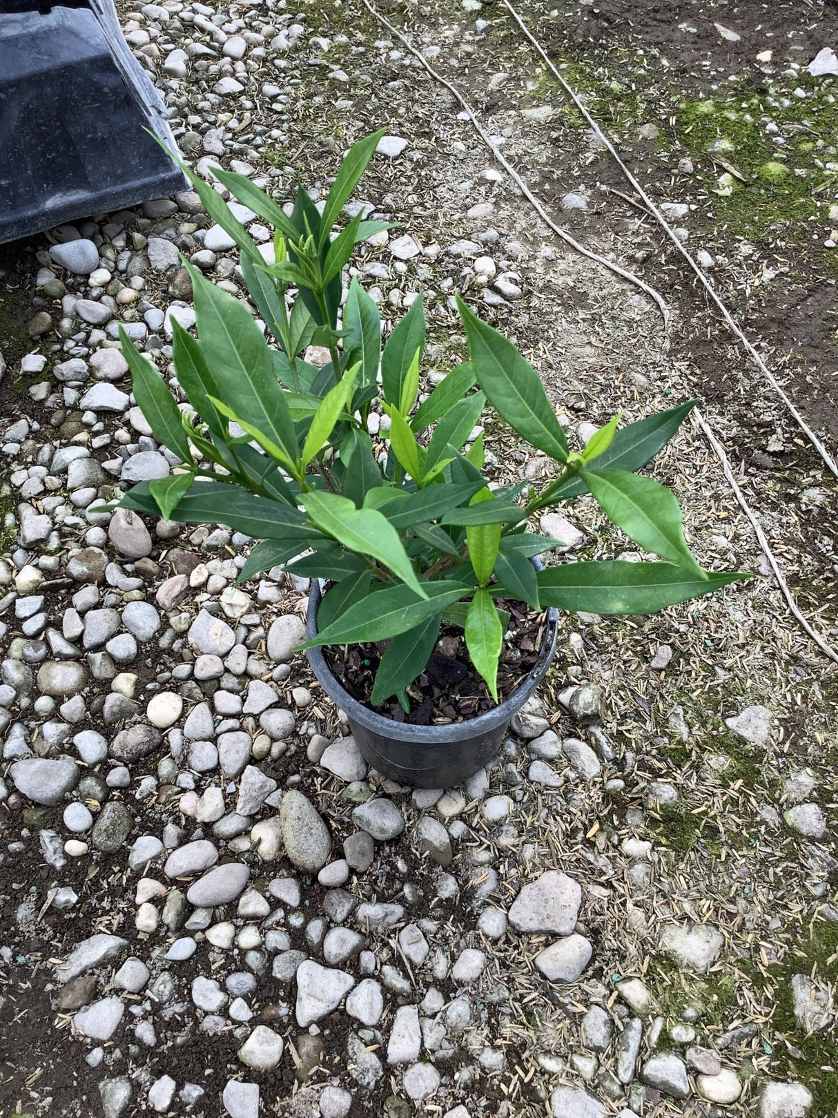 Dwarf Gardenia Radicans shrub in a black nursery container, showing dense lance-shaped green foliage on a gravel surface.