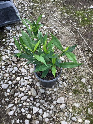 Dwarf Gardenia Radicans shrub in a black nursery container, showing dense lance-shaped green foliage on a gravel surface.