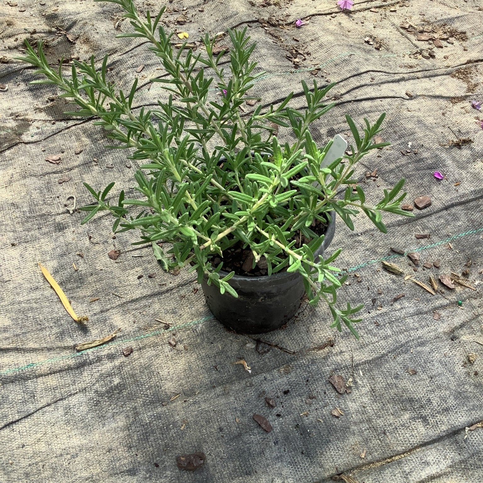 Blue Cascade Rosemary in a quart container showing dense, needle-like silver-green foliage on spreading stems.
