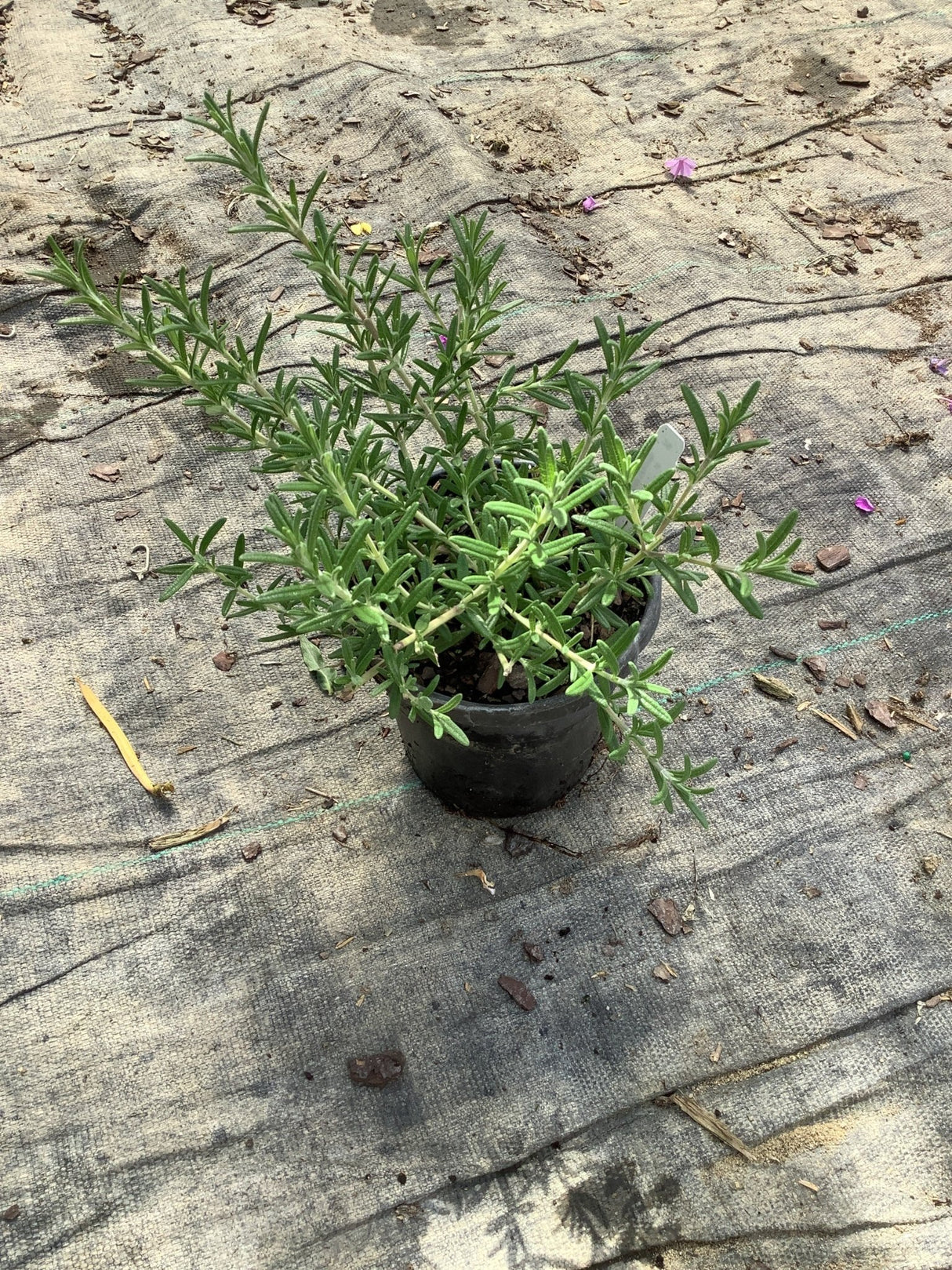 Blue Cascade Rosemary in a quart container showing dense, needle-like silver-green foliage on spreading stems.