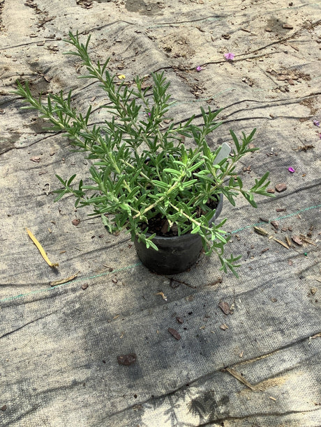 Blue Cascade Rosemary in a quart container showing dense, needle-like silver-green foliage on spreading stems.