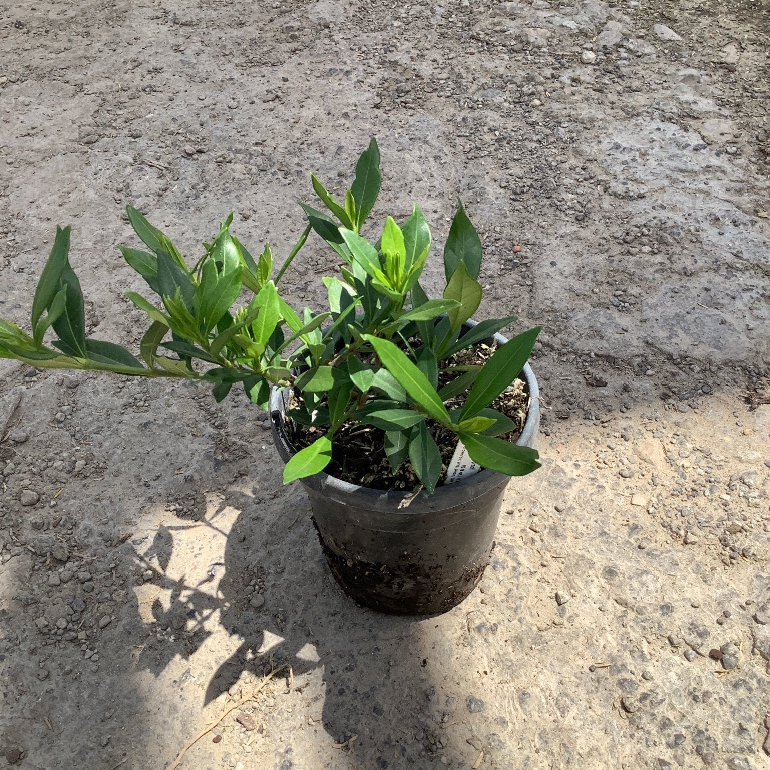 Frost Proof Gardenia shrub in a quart nursery container showing dense green foliage on a gravel surface.