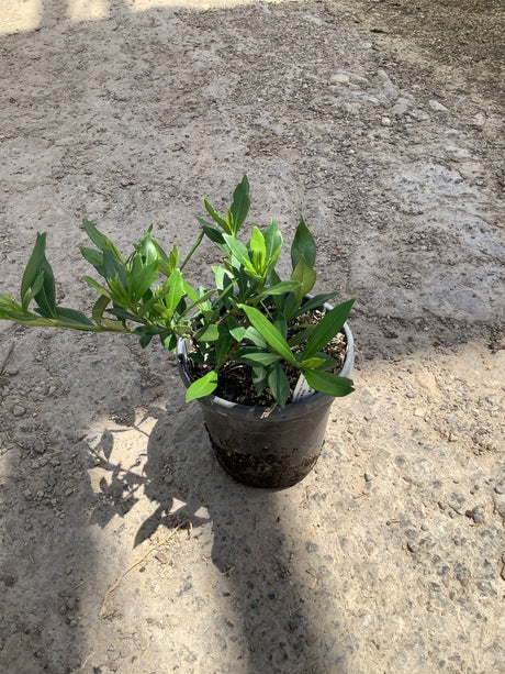 Frost Proof Gardenia shrub in a quart nursery container showing dense green foliage on a gravel surface.