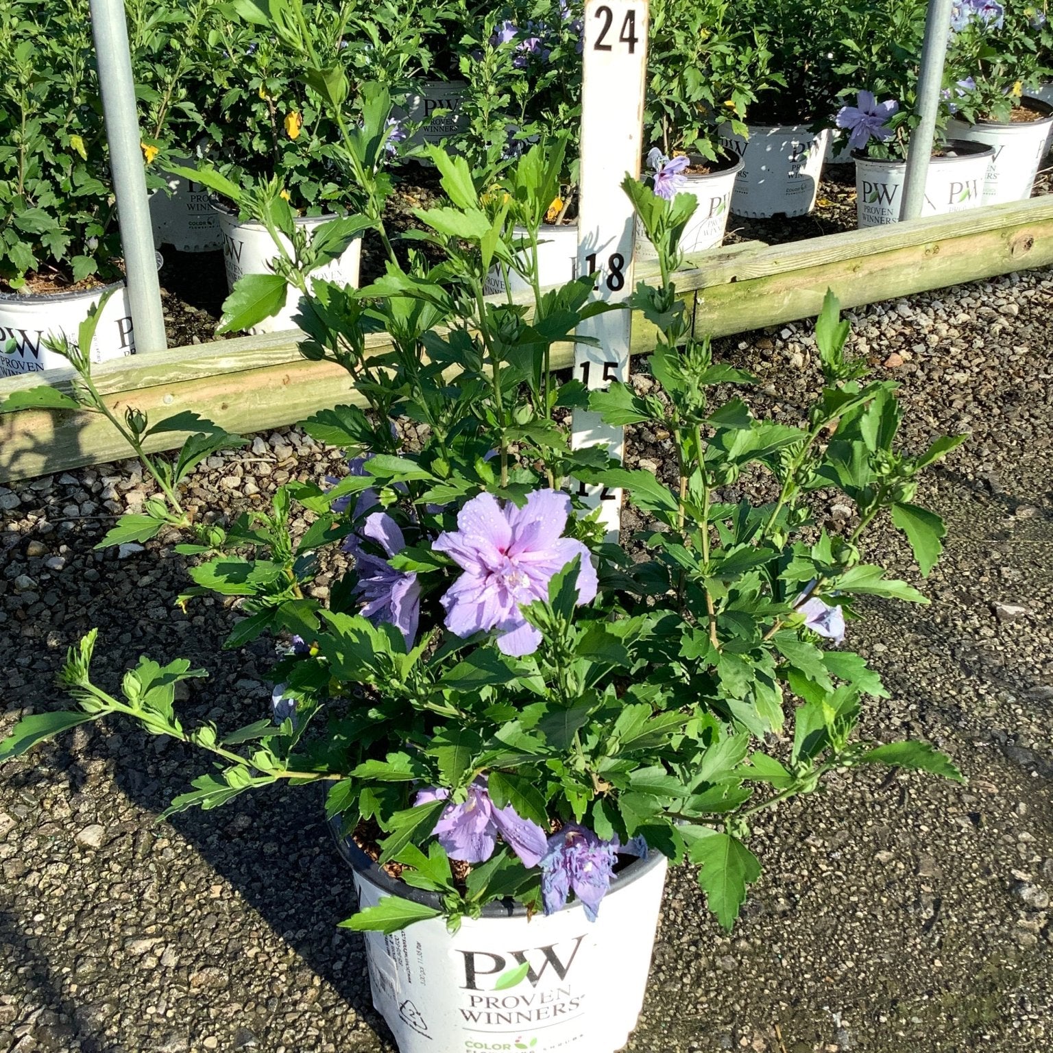 Blue Chiffon Rose of Sharon shrub in a Proven Winners container showing lavender double blooms and lush green foliage.