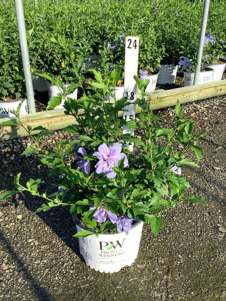 Blue Chiffon Rose of Sharon shrub in a Proven Winners container showing lavender double blooms and lush green foliage.