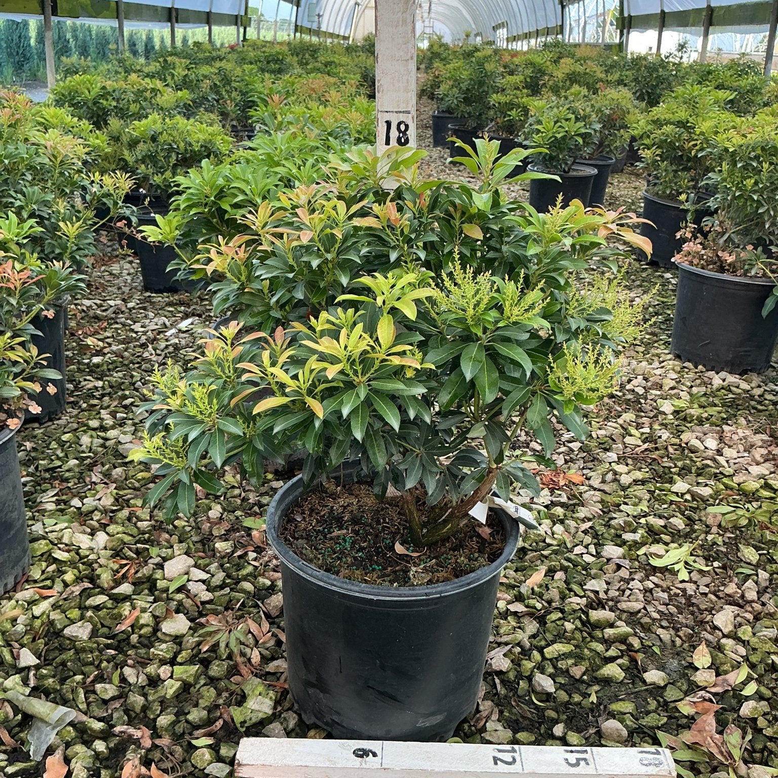 Pieris japonica 'Passion' shrub in a #3 nursery container showing glossy green foliage with emerging spring growth buds.