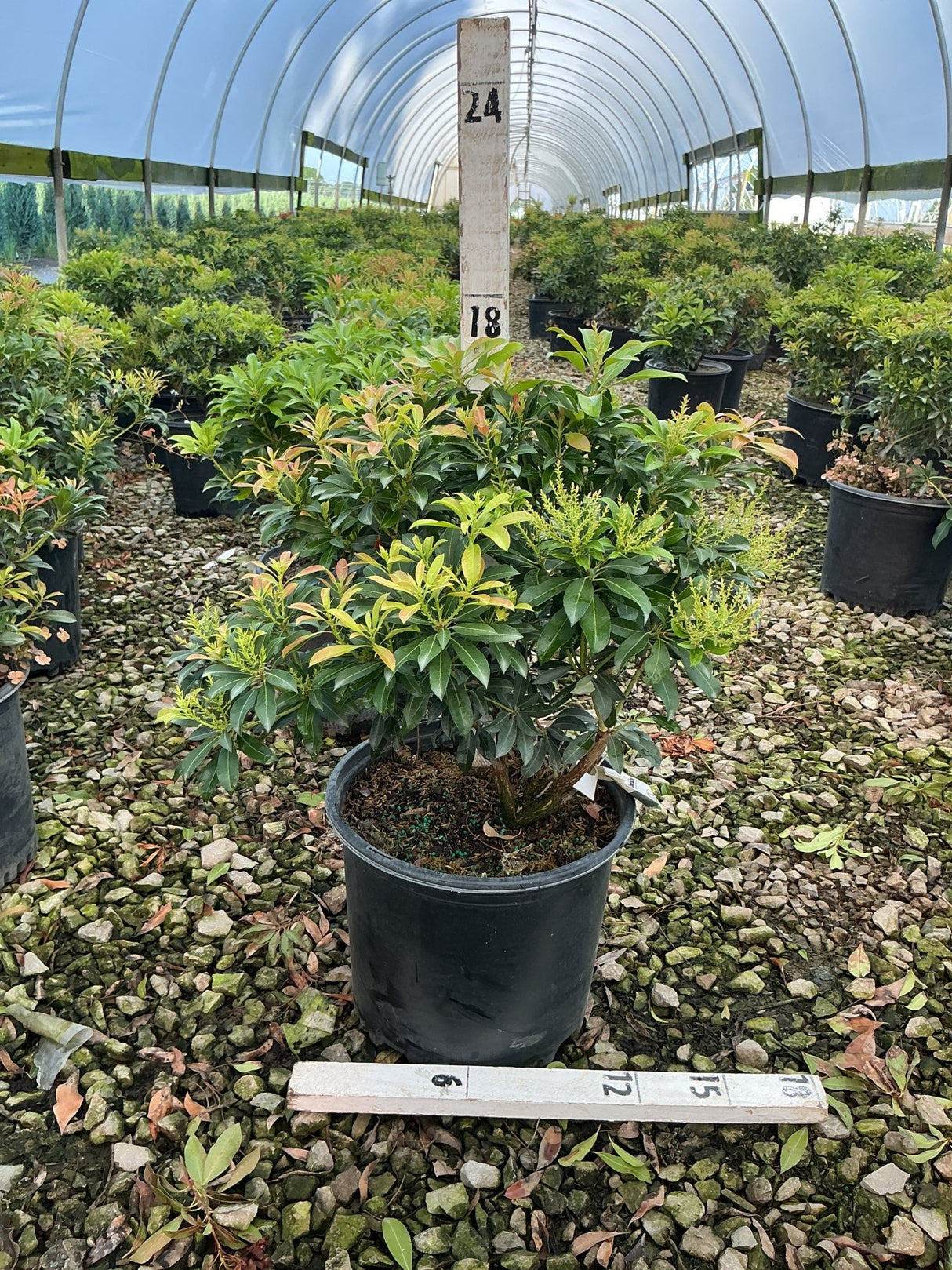 Pieris japonica 'Passion' shrub in a #3 nursery container showing glossy green foliage with emerging spring growth buds.