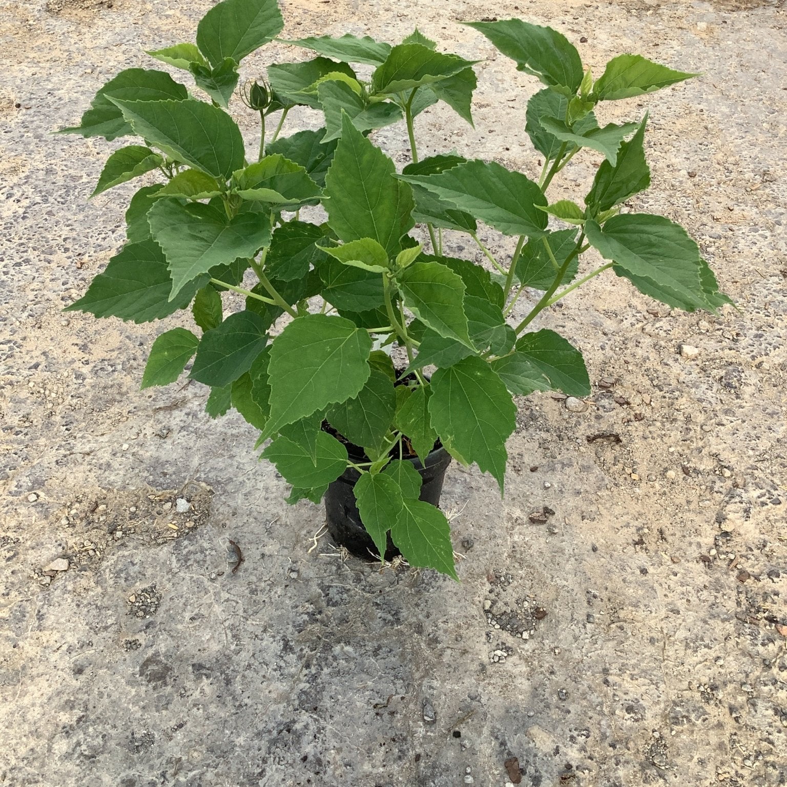 Luna Rose Hardy Hibiscus seedling in a black quart container showing lush green foliage and developing buds.