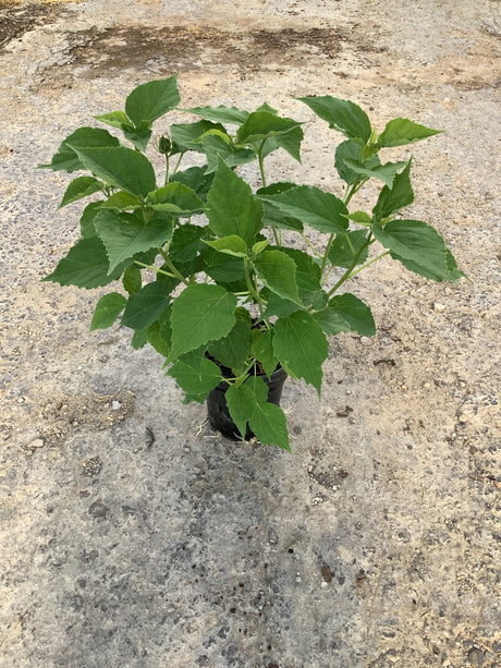 Luna Rose Hardy Hibiscus seedling in a black quart container showing lush green foliage and developing buds.