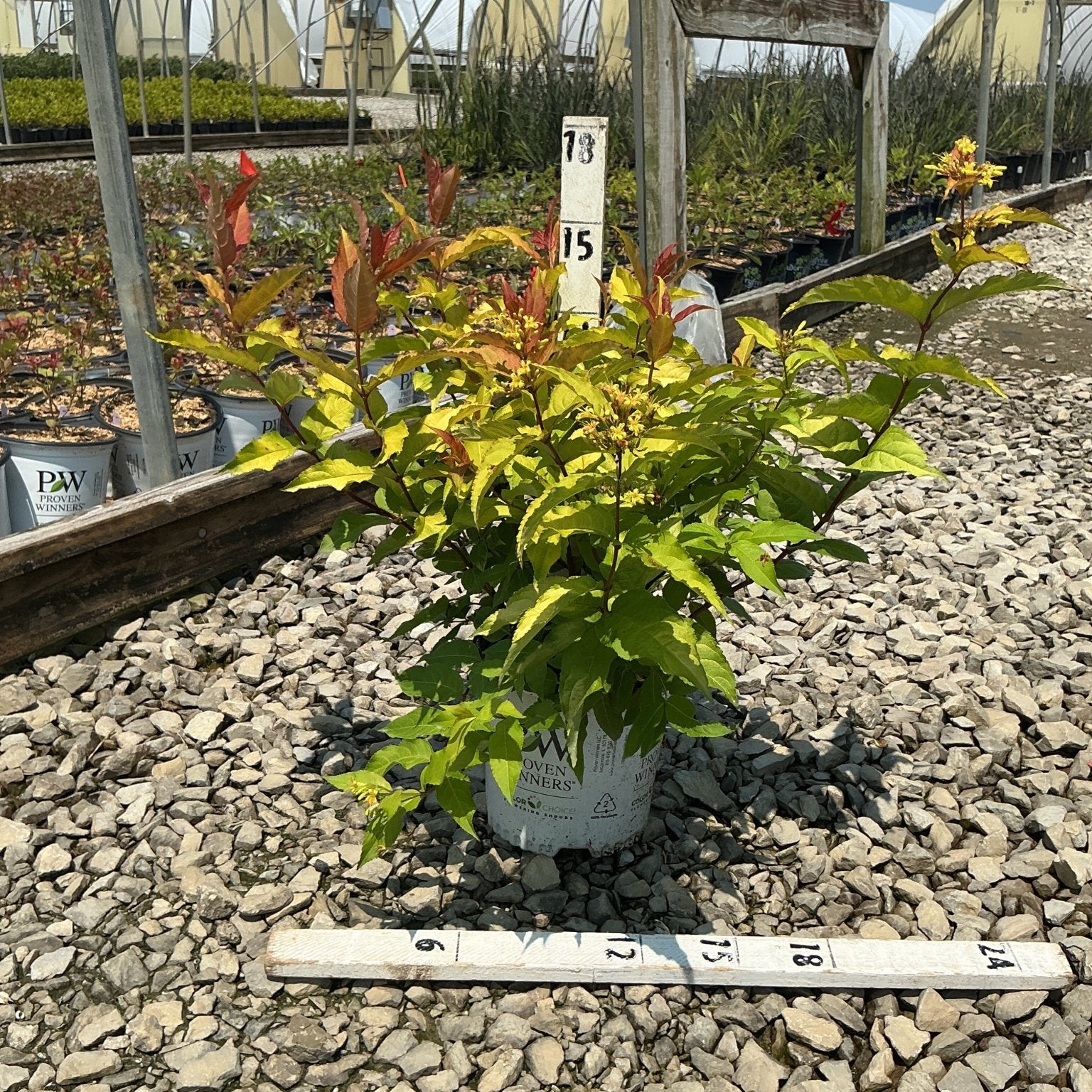 Kodiak Fresh Bush Honeysuckle in a Proven Winners container with yellow-green and red-tipped foliage, measured against a ruler at a nursery.