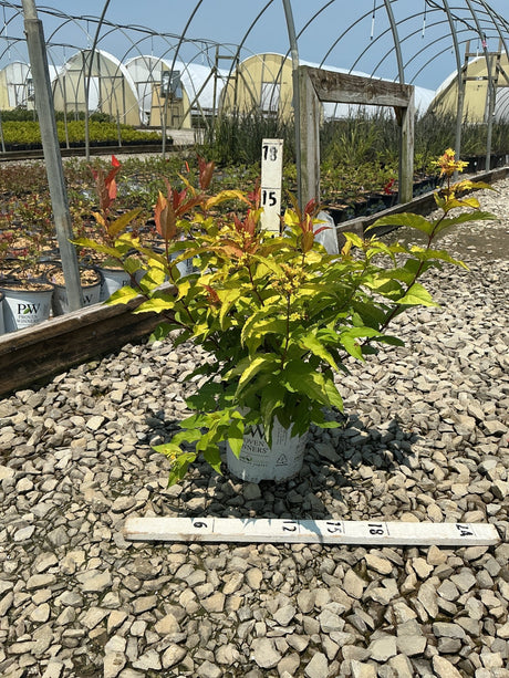 Kodiak Fresh Bush Honeysuckle in a Proven Winners container with yellow-green and red-tipped foliage, measured against a ruler at a nursery.