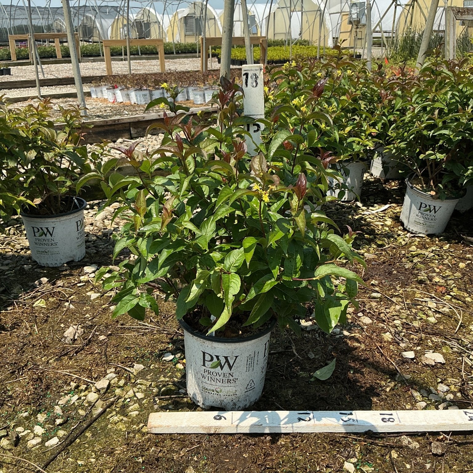 Kodiak Black Bush Honeysuckle in a Proven Winners container at a nursery greenhouse, showing dark green and burgundy foliage.