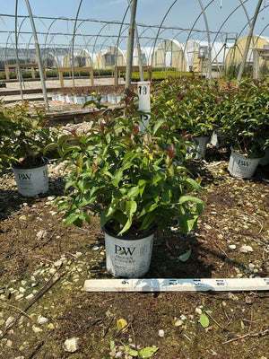 Kodiak Black Bush Honeysuckle in a Proven Winners container at a nursery greenhouse, showing dark green and burgundy foliage.