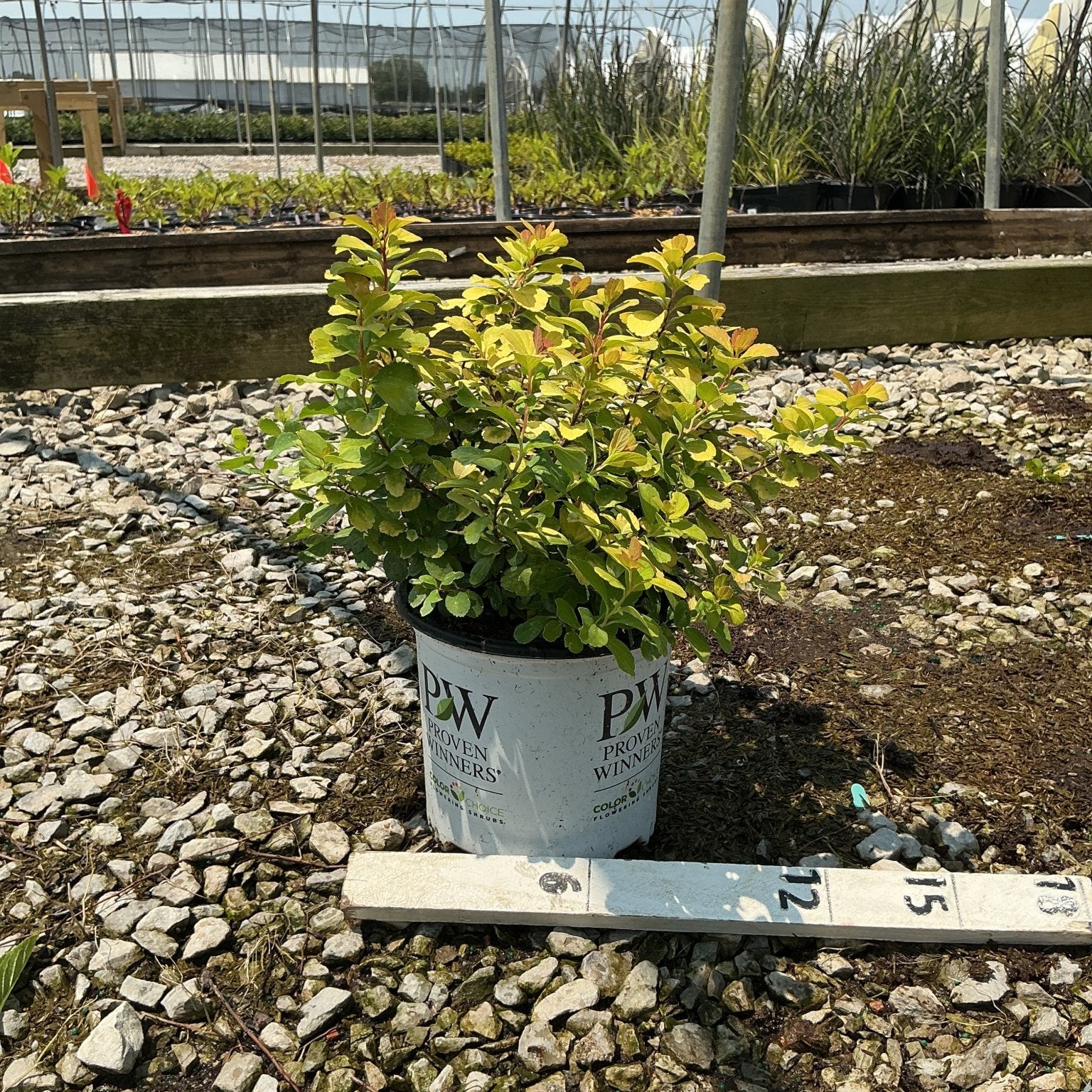 Glow Girl Spirea shrub in a Proven Winners #1 container displaying bright yellow-green foliage at a nursery.