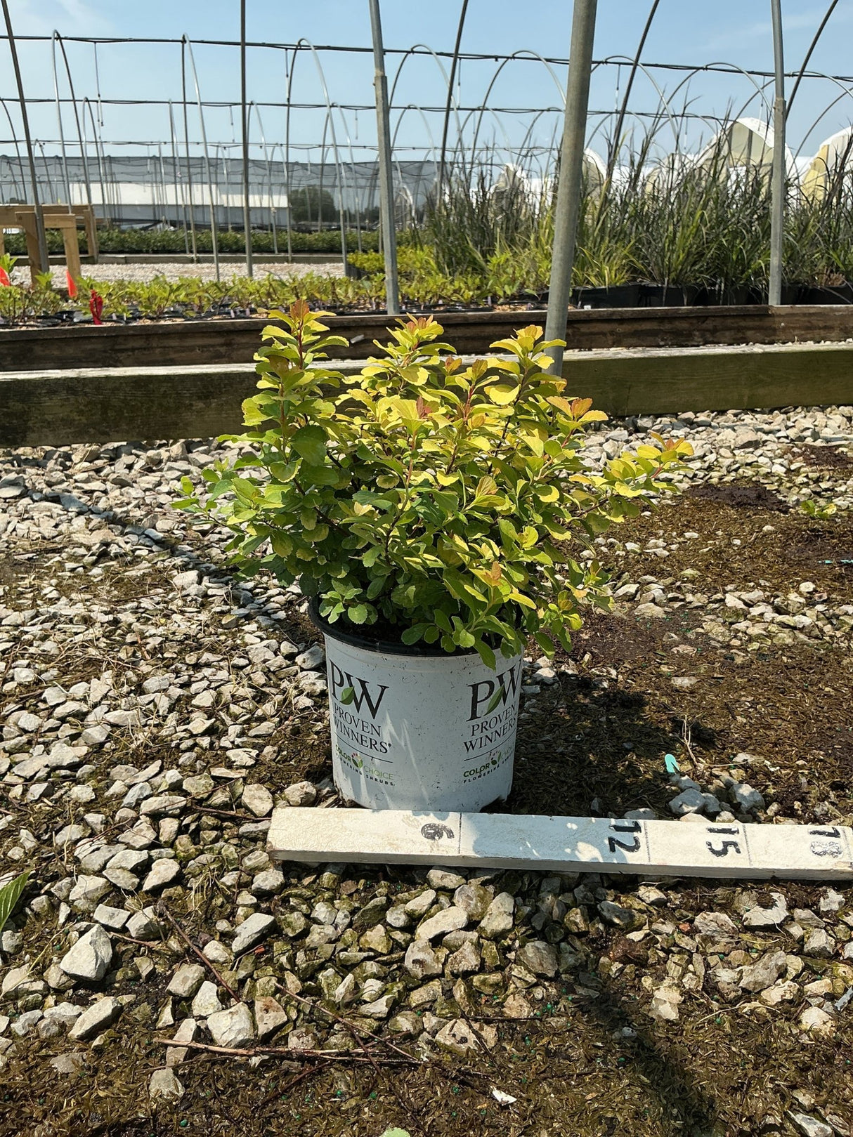 Glow Girl Spirea shrub in a Proven Winners #1 container displaying bright yellow-green foliage at a nursery.