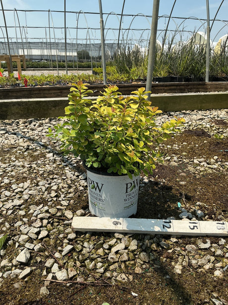 Glow Girl Spirea shrub in a Proven Winners #1 container displaying bright yellow-green foliage at a nursery.