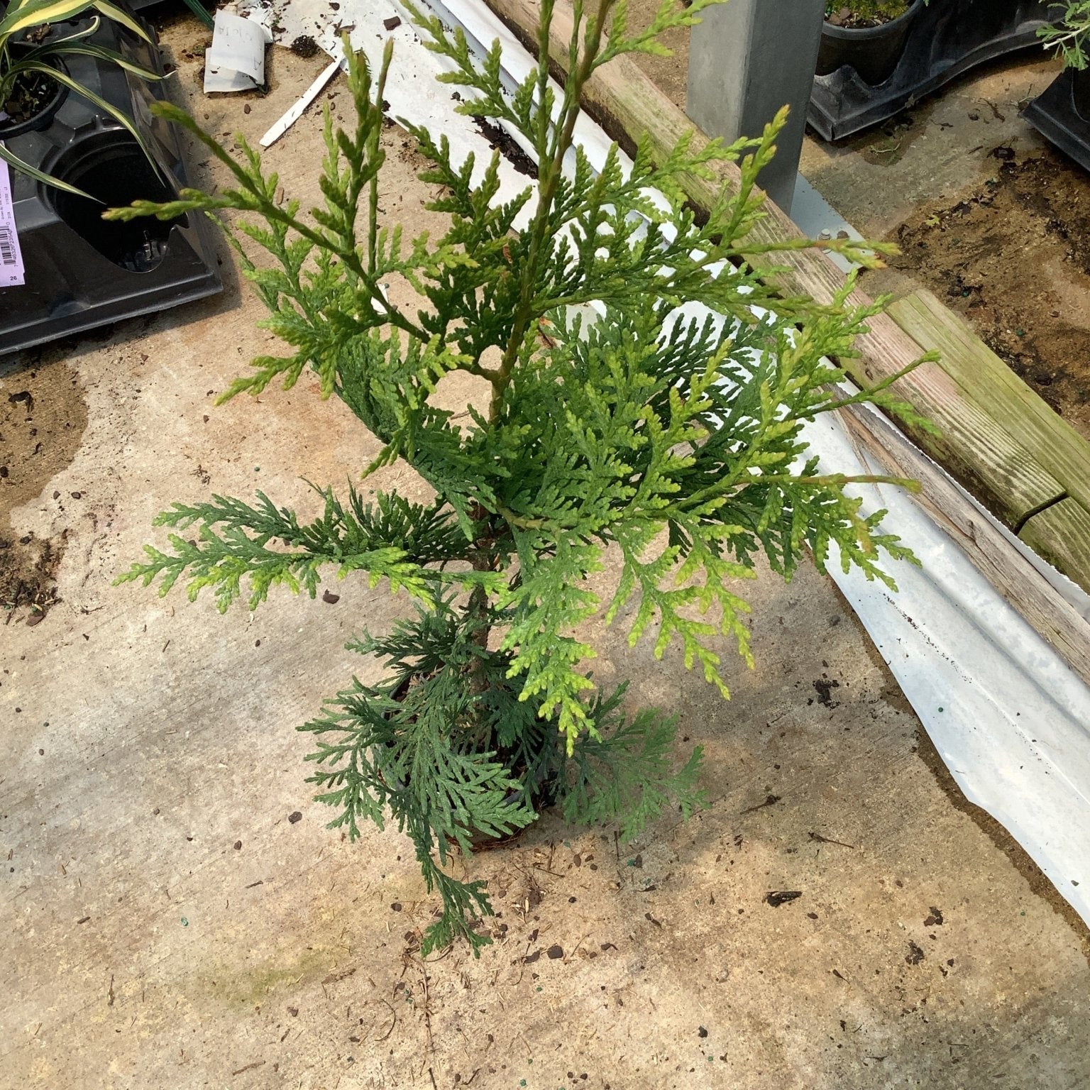 Young Green Giant Arborvitae in a quart container displaying dense, feathery green foliage in a greenhouse setting.
