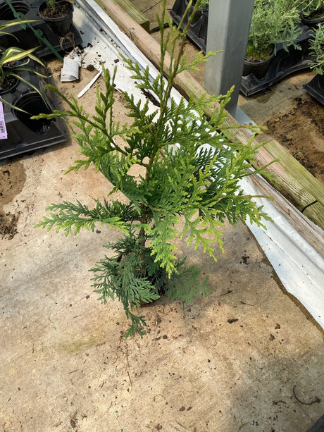 Young Green Giant Arborvitae in a quart container displaying dense, feathery green foliage in a greenhouse setting.