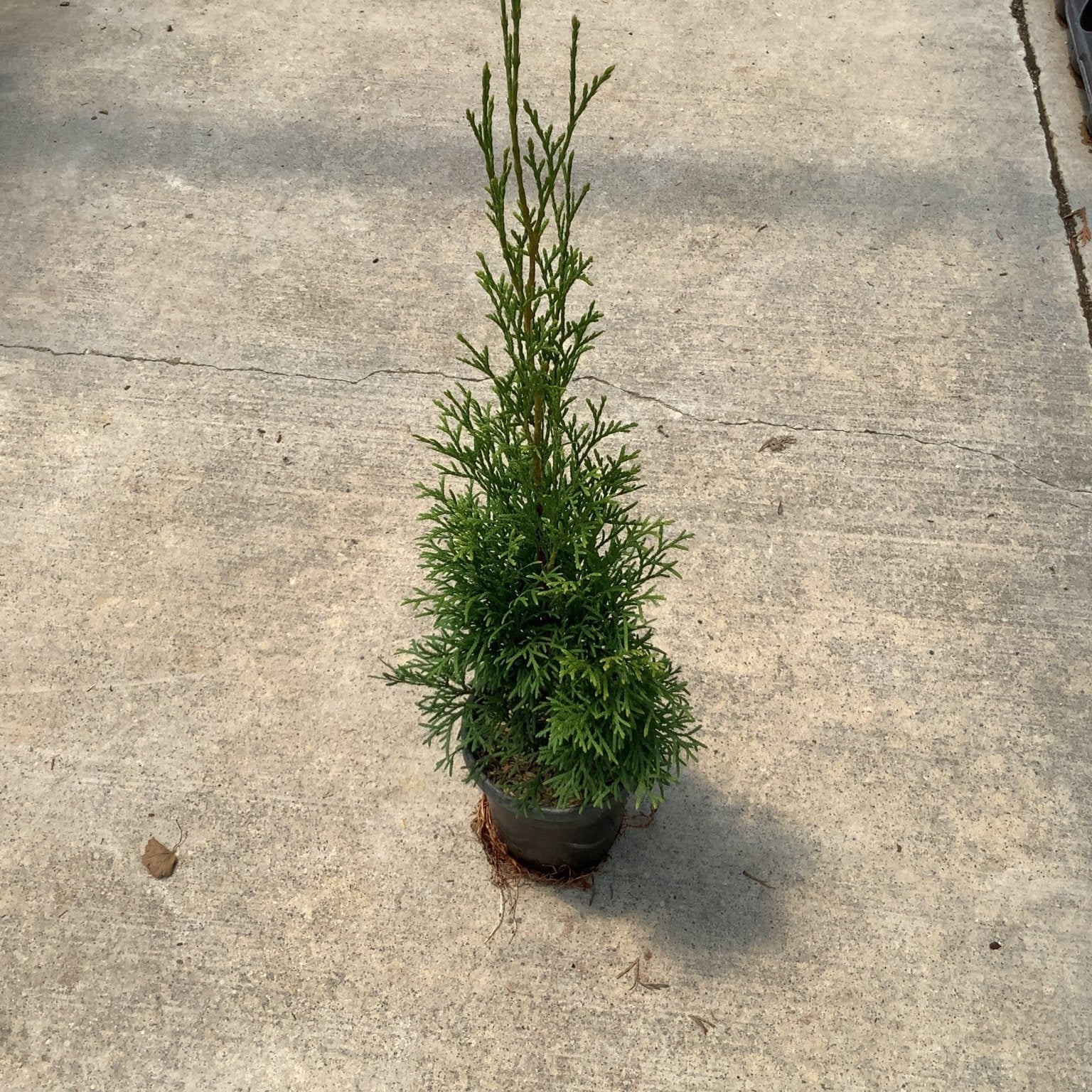 Emerald Green Arborvitae in a nursery container showing its narrow columnar habit and dense green foliage on concrete.