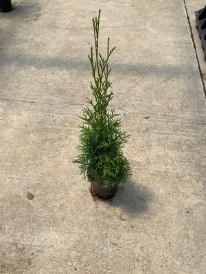 Emerald Green Arborvitae in a nursery container showing its narrow columnar habit and dense green foliage on concrete.