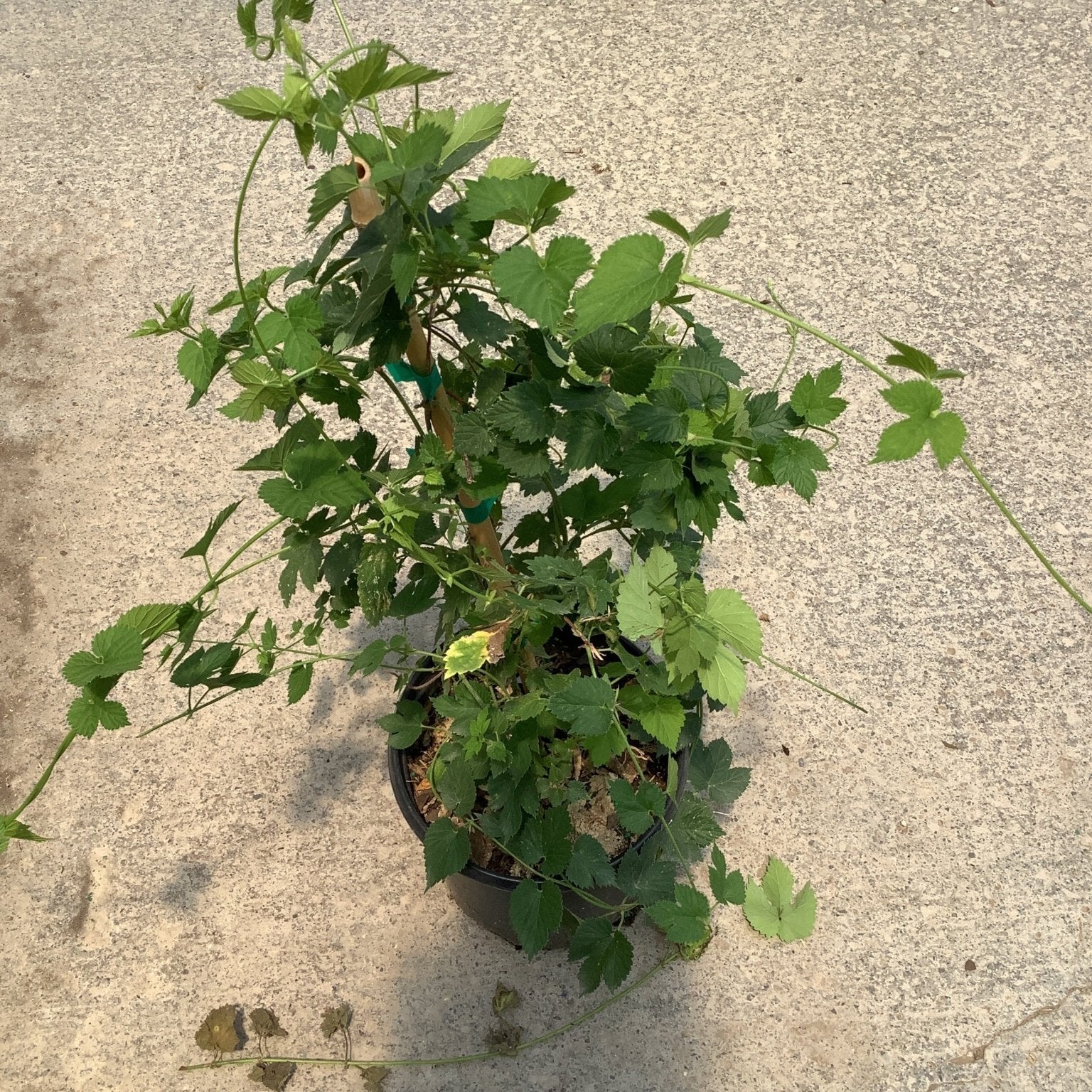 Chinook Common Hops plant in a #1 container showing vigorous green lobed foliage and trailing vines on a support stake.