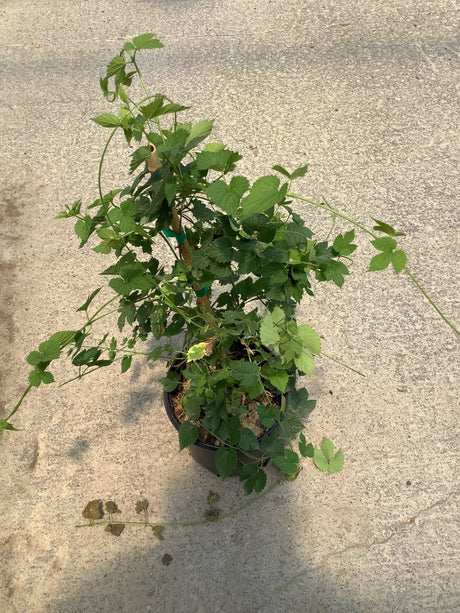 Chinook Common Hops plant in a #1 container showing vigorous green lobed foliage and trailing vines on a support stake.