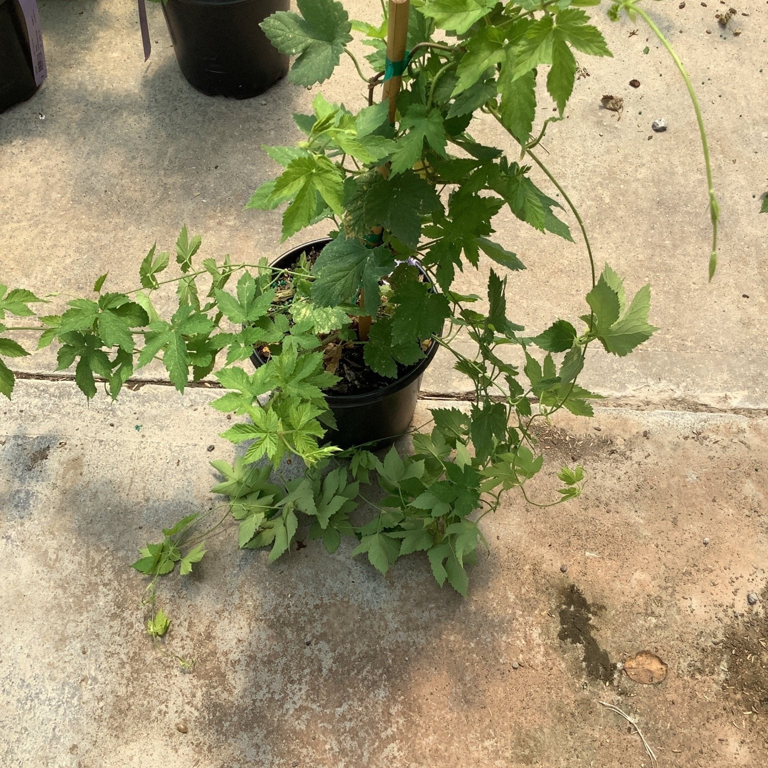 Zeus Hop vine in a #1 container with lush green lobed foliage and tendrils supported by a bamboo stake.