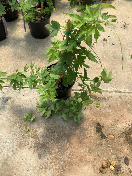Zeus Hop vine in a #1 container with lush green lobed foliage and tendrils supported by a bamboo stake.