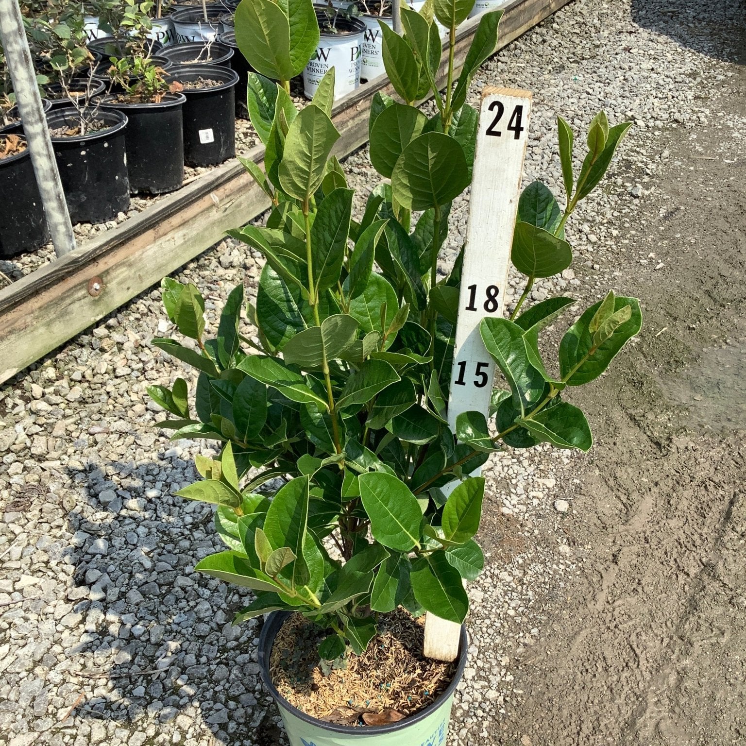 Winterthur Viburnum shrub in a #2 container at a nursery, showing dense dark green foliage on upright stems.