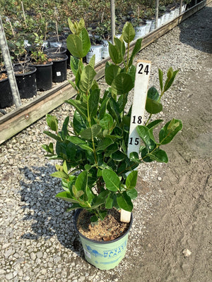 Winterthur Viburnum shrub in a #2 container at a nursery, showing dense dark green foliage on upright stems.