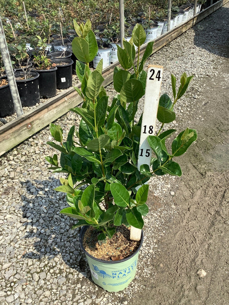 Winterthur Viburnum shrub in a #2 container at a nursery, showing dense dark green foliage on upright stems.