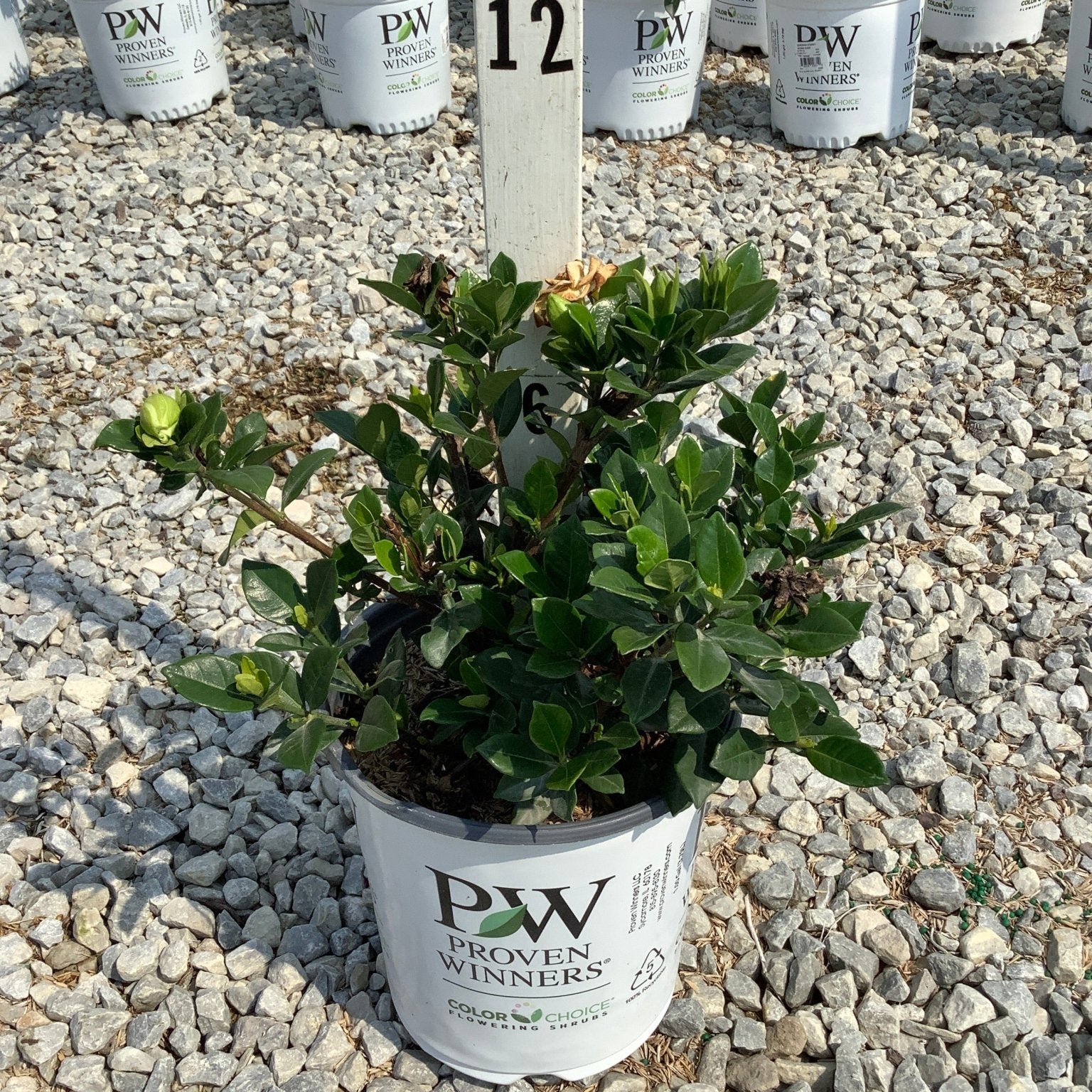 Steady as She Goes Gardenia shrub in a Proven Winners #1 container displayed on a gravel nursery bed with buds and spent blooms.