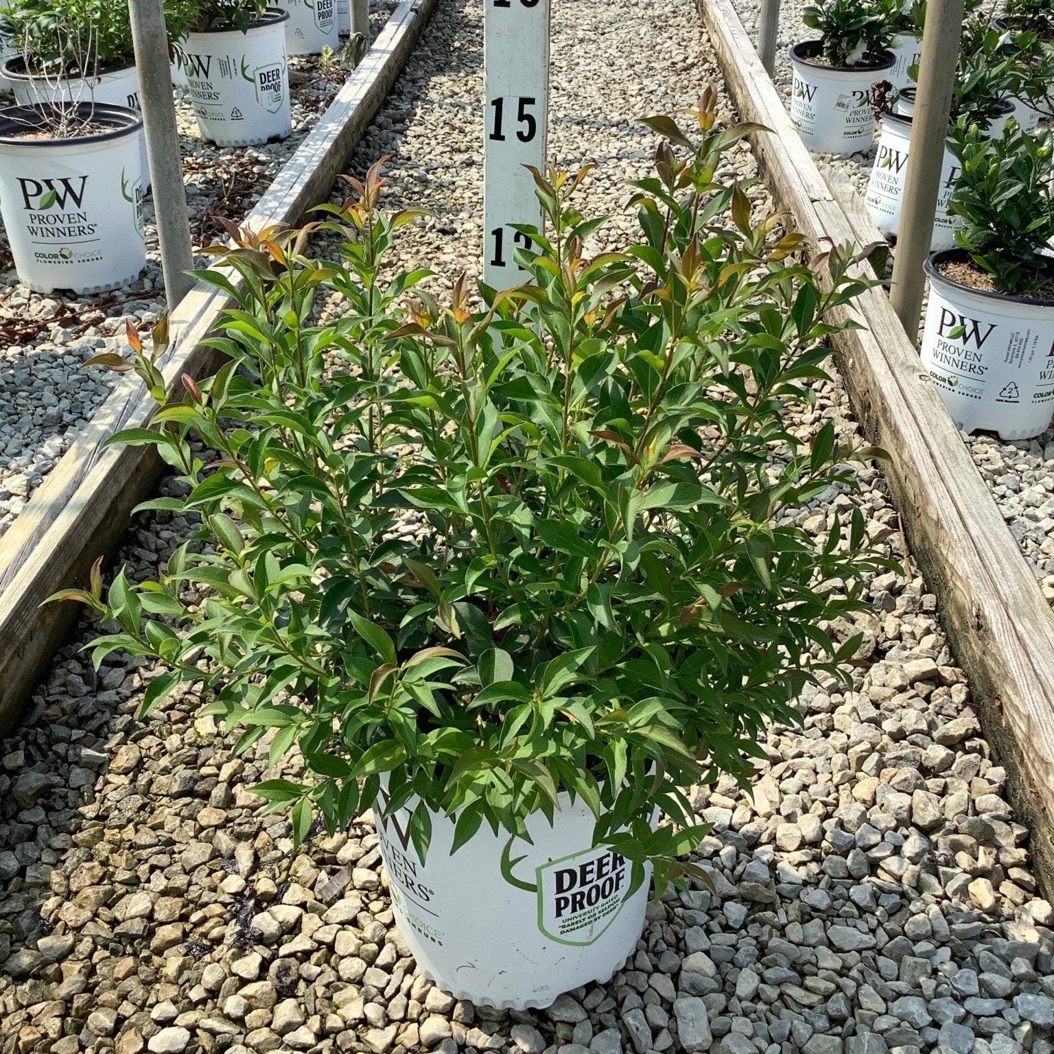 Sweet Emotion Blaze Abelia shrub in a #2 container at a nursery, showing dense green foliage with reddish new growth.