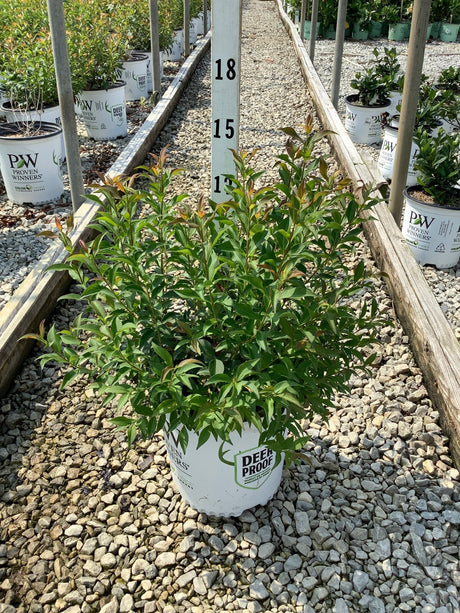 Sweet Emotion Blaze Abelia shrub in a #2 container at a nursery, showing dense green foliage with reddish new growth.