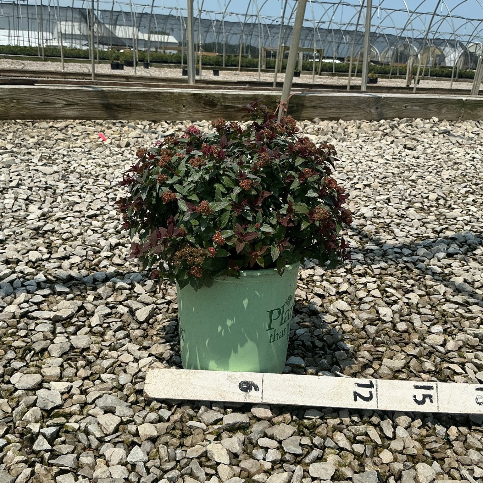 Bloomables Empire Ice Dragon Spirea in a #1 container with deep burgundy foliage and reddish blooms, set on gravel at a nursery.