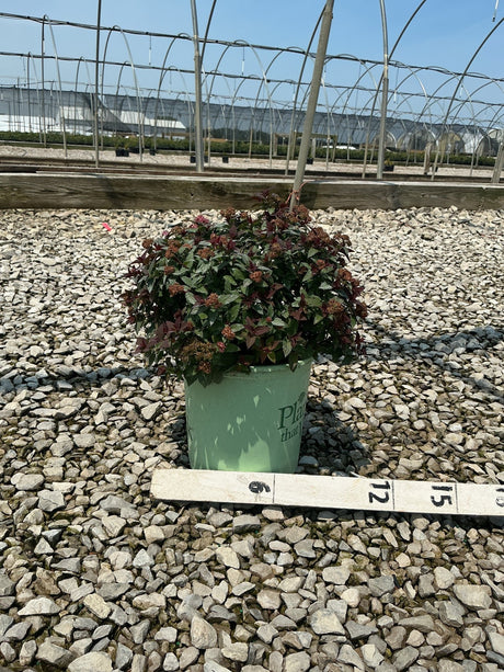 Bloomables Empire Ice Dragon Spirea in a #1 container with deep burgundy foliage and reddish blooms, set on gravel at a nursery.