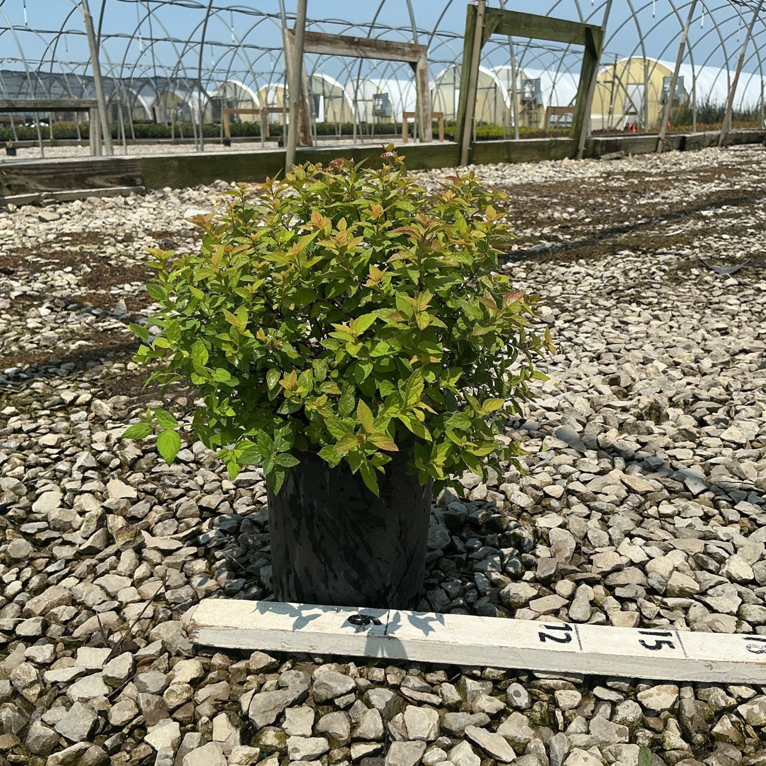 Goldmound Spirea shrub in a #1 container displayed on gravel at a nursery, showing dense green and reddish-tinged foliage.