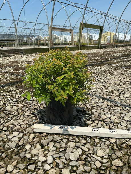 Goldmound Spirea shrub in a #1 container displayed on gravel at a nursery, showing dense green and reddish-tinged foliage.