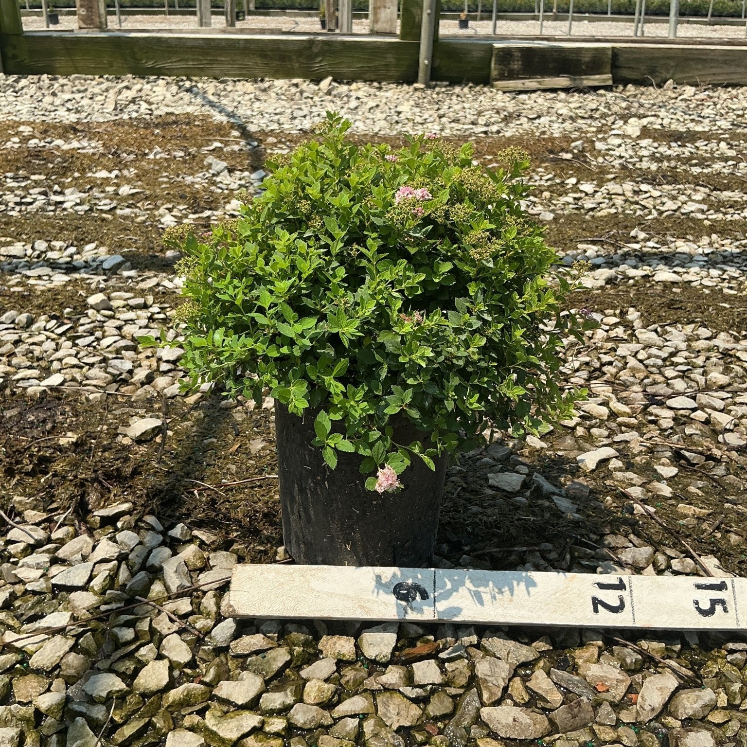 Little Princess Spirea shrub in a #1 container showing compact mounded habit with pink blooms at a nursery.