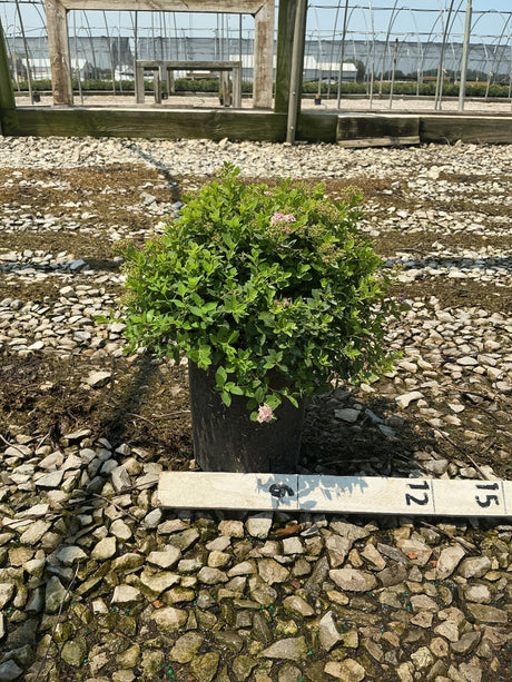 Little Princess Spirea shrub in a #1 container showing compact mounded habit with pink blooms at a nursery.