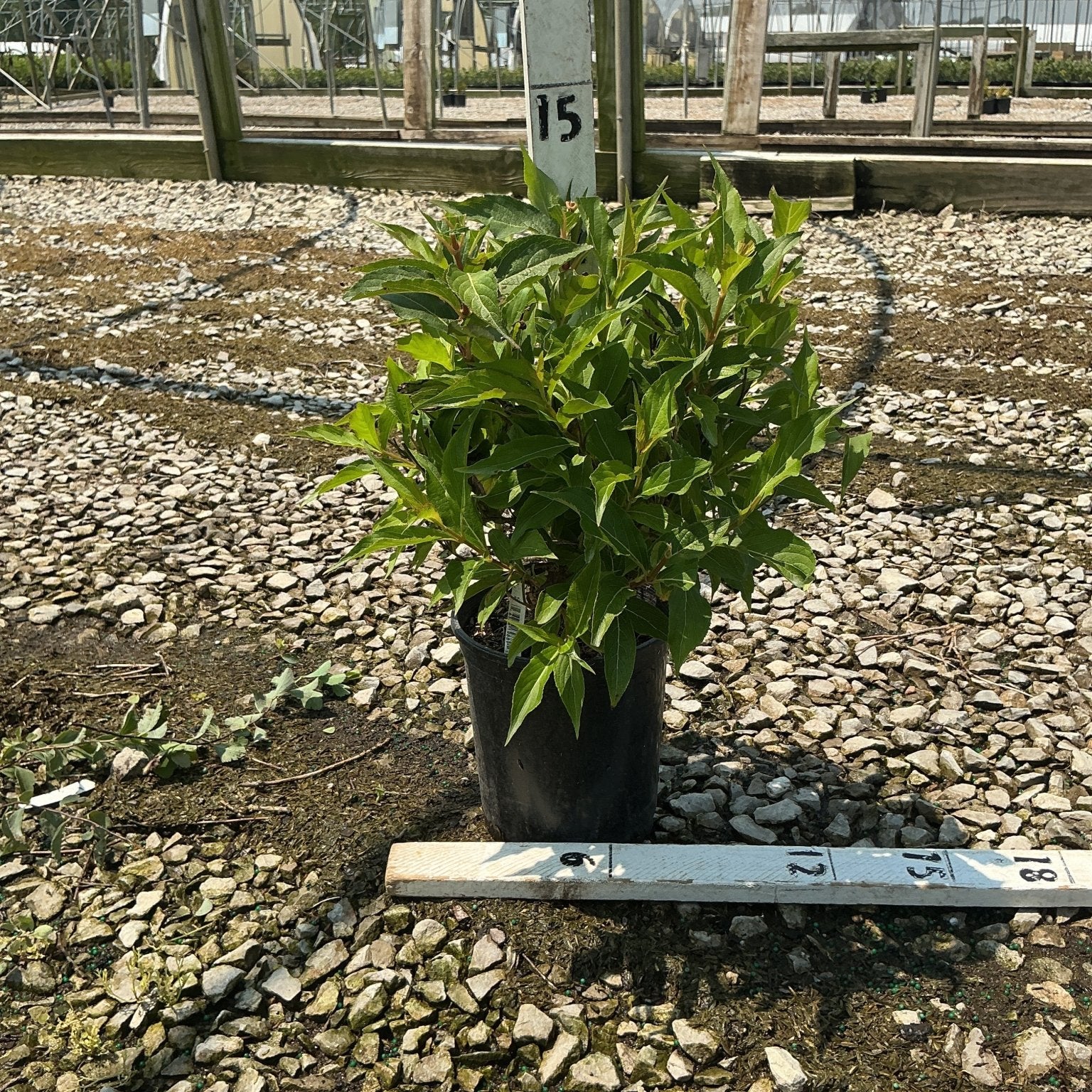 Red Prince Weigela shrub in a #1 container displayed on a gravel nursery bed with greenhouse structures in the background.