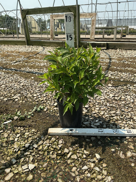Red Prince Weigela shrub in a #1 container displayed on a gravel nursery bed with greenhouse structures in the background.