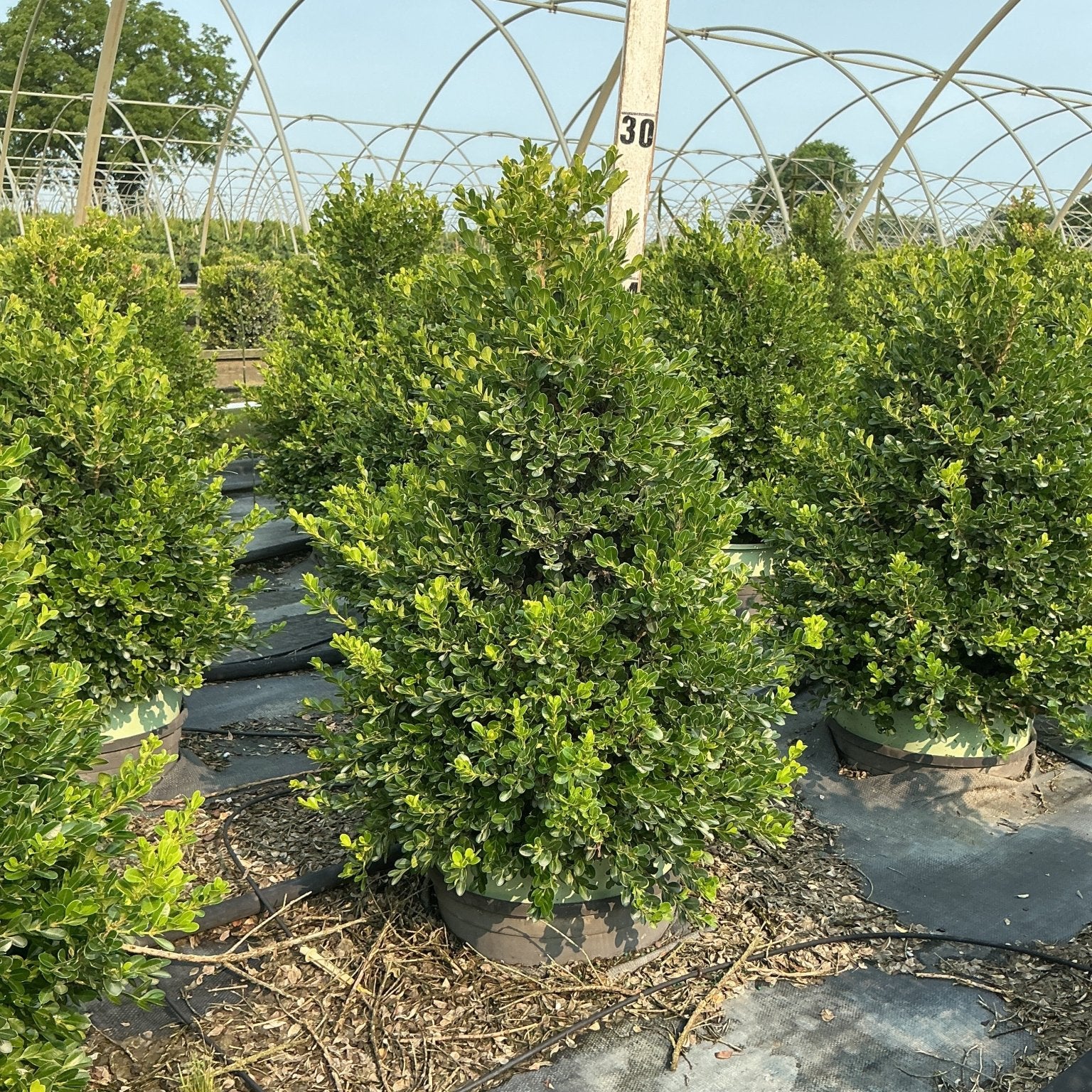 Cranberry Creek Boxwood pyramid shrub in a nursery container, showing dense dark green foliage under a greenhouse frame.
