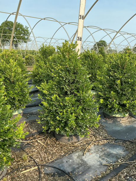 Cranberry Creek Boxwood pyramid shrub in a nursery container, showing dense dark green foliage under a greenhouse frame.