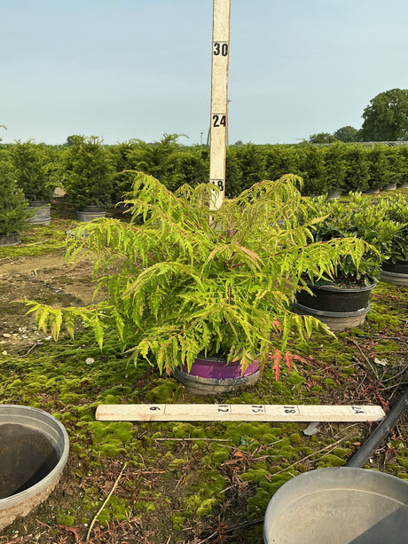 Tiger Eyes Cutleaf Staghorn Sumac in a #3 container displaying its finely cut chartreuse and red-tipped foliage at a nursery.