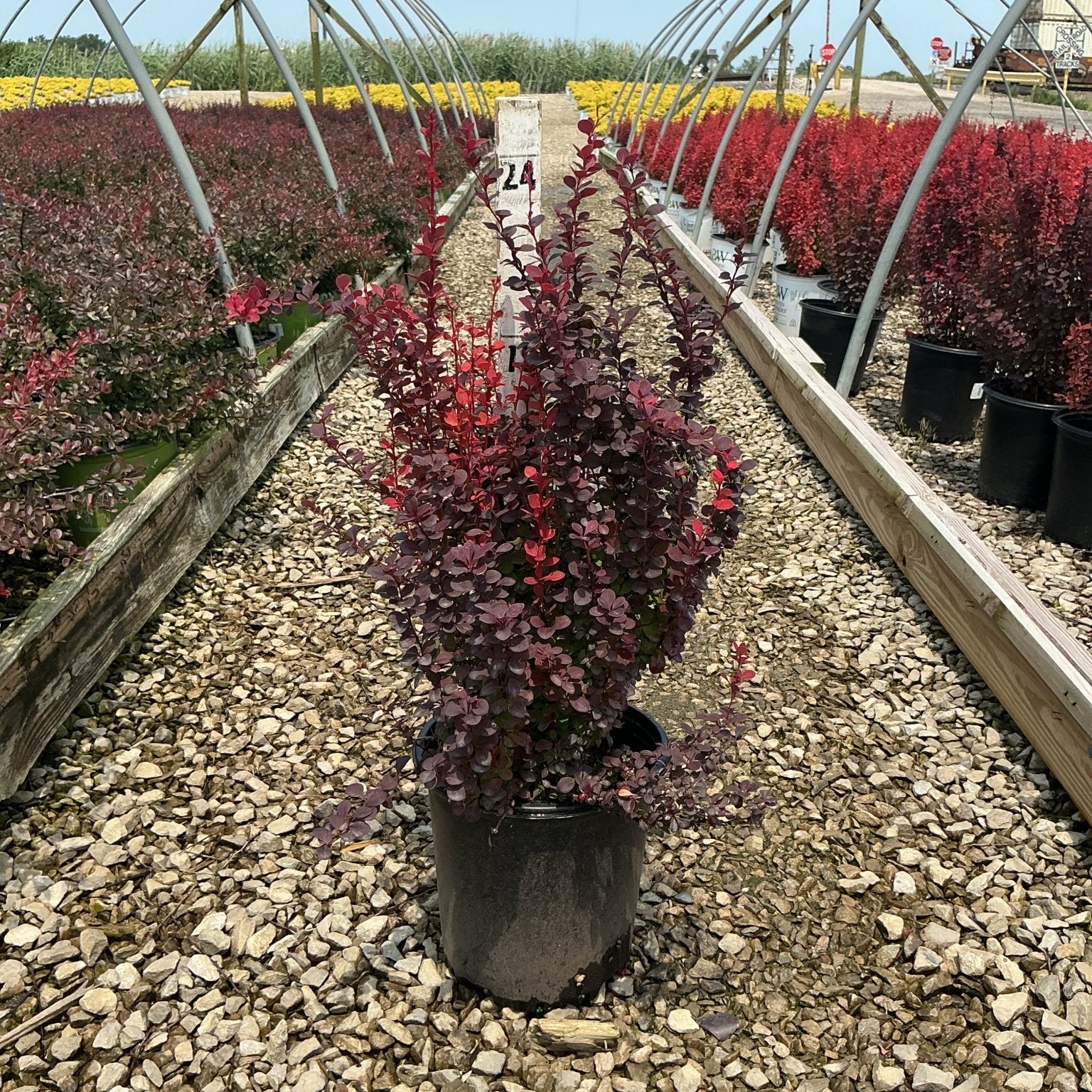 Orange Rocket Barberry shrub in a #2 container displaying deep red-purple foliage at a nursery greenhouse.