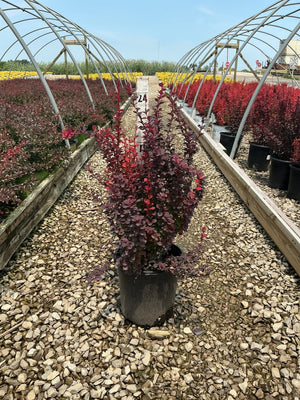 Orange Rocket Barberry shrub in a #2 container displaying deep red-purple foliage at a nursery greenhouse.